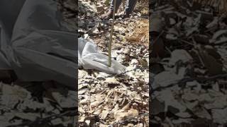 A brave boy takes snake out from his garden