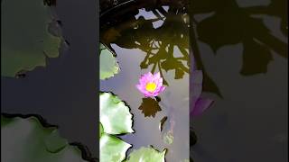 water lily flowers plants||gardening video||#trending #shorts #status #flowers #waterlily