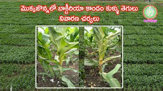 Maize Bacterial Stemrot - Control || మొక్కజొన్నలో బాక్టీరియా కాండం కుళ్ళు తెగులు - నివారణ చర్యలు