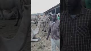 A very well maintained camel dairy farm in Jigjiga Ethiopia.