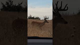 Little Buck Big Rack. #10point #bucks #deer #deerhunter #deerhunting #texas