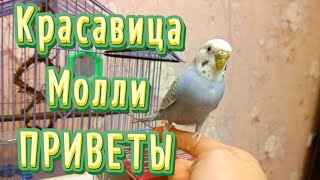 КРАСИВАЯ ВОЛНИСТАЯ ДЕВОЧКА МОЛЛИ. ПОПУГАЙ ПЕРЕДАЕТ ПРИВЕТЫ ♥♥♥ #попугай