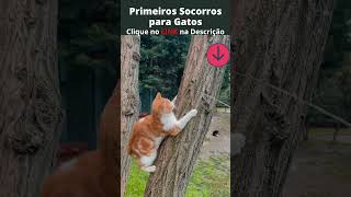 Gatinho na Árvore. E Agora! [Primeiros Socorros para Gatos] #shorts