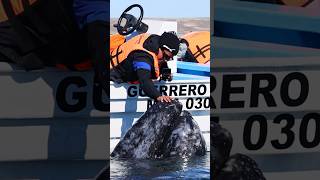 Man pets barnacled bottom feeder 😦😳🐋