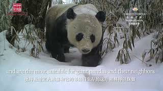 Amazing China Stories of Panda - Wild Home for Giant Pandas