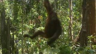 Orangutan haven in Borneo