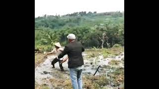 Cara Mencari Belut Sawah