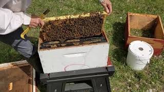 How to Install a Nuc Colony of Bees