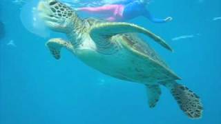 Snorkeling with Turtle Eating Jellyfish Great Barrier Reef.m4v