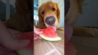 Why Golden Retrievers Are Obsessed With Watermelons