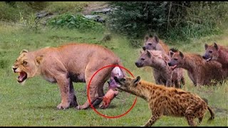 Mother lion sacrifices herself to save her cumb from a pack of wild dogs || animal vs animal