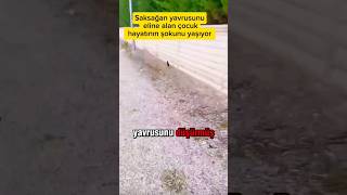 Yere düşen kuş yavrusunu eline alan çocuk hayatının şokunu yaşadı