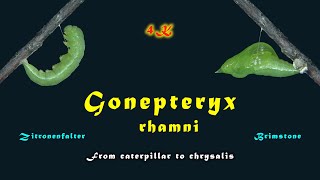 Gonepteryx rhamni, Zitronenfalter, Brimstone  From caterpillar to chrysalis, 4K, trilingual