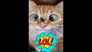 Funny Moments, Cute Animals - Cat Videos, Funny Cat Video