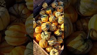 Let’s visit a Pumpkin Patch in Stockholm