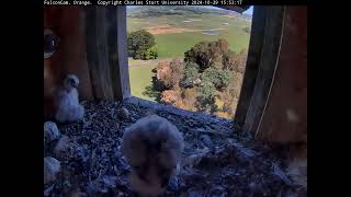 FalconCam Project 29.10.2024 15:40