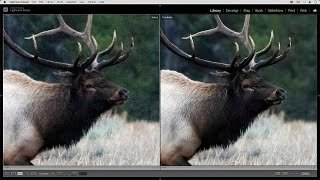 How to easily reduce noise in your photos with DeNoise AI (2021 Update)