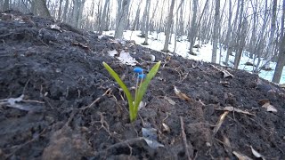 За день до войны. Последнее видео из землянки.