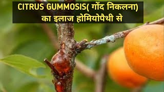 Homeopathic Control of CITRUS GUMMOSIS in citrus trees पेड़ों से गोंद निकलना रोकें होमियोपैथी से