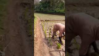 kegiatan petani di sawah #shortsyoutube #sawah