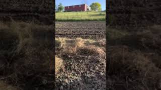 Growing potatoes using the hay method