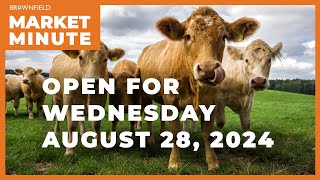 Cattle futures are down at midweek | Opening Market Minute