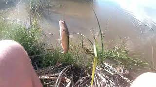 Bullhead and Green Sunfish Fishing Ponds