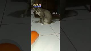 Lucu...Terperanjat Oleh Lumba #shots #cat #kucing #catmeow #catvideos #funny #funnycats