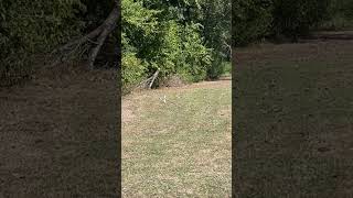 Look at the almost albino squirrel 🐿️ #squirrel #animals #animallover