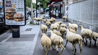 ΤΑ ΠΡΟΒΑΤΑ ΠΡΟΓΚΙΞΑΝΕ