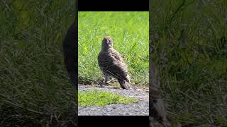 Northern Flicker Seeking a Lunch #birds #birdlovers #wildlife #northernflicker