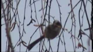 Bird song in the garden