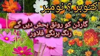 How to Grow Cosmos Plant || Winter Flowering/ marigold plant /seedlings..