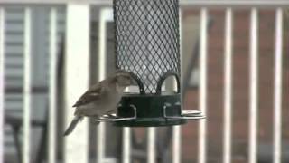 Bird Feeder 1