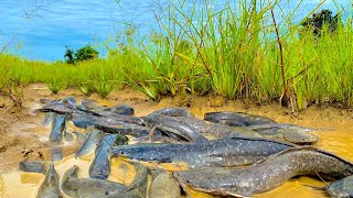 wow amazing fishing! a lot of fish in mud at rice field dry water catch by hand by a fisherman