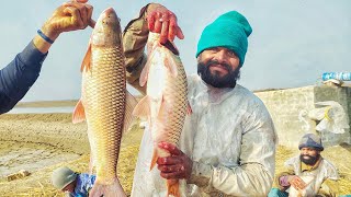 Fish Catching with net | Fish Farming in Pakistan