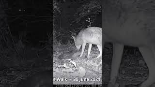 Fox feeding on grey squirrel