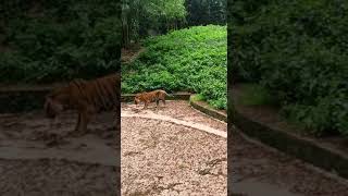 tiger attaks me😭i am very helpless#tiger #tigers