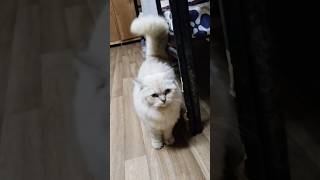 parsian cat in our room #cats #cat #catlovers #catshorts #catvideos #parsiancat #catplaying #viral