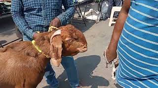 goat marketing erragadda hyd