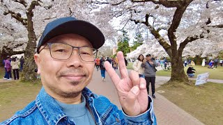 Cherry Blossoms At University Of Washington Walking Tour 2023