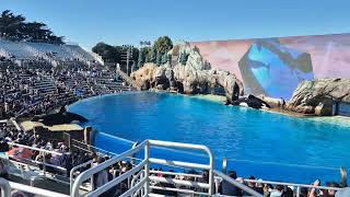 killer whale show.  san diego sea world