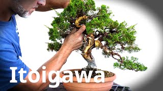 Juniper bonsai styling