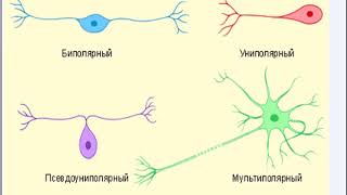 Лекция №№11,12 «Гуморальная и нервная саморегуляция»