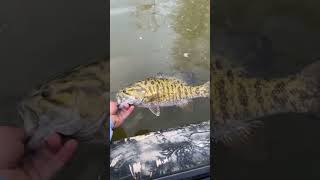 Gorgeous Great Miami river smallmouth!