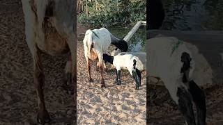 sheep drink Water #sheep #shortvideo