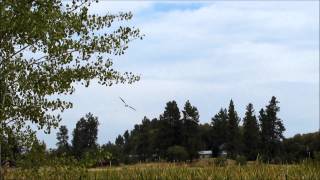 Ospreys Coming in for a Landing