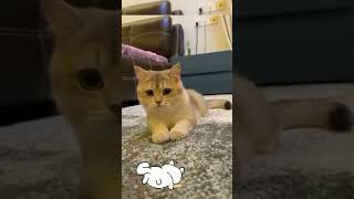 #cat #catlover #cats #catvideos #catshorts #kitten