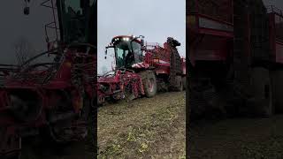 Holmer Terra Dos sugar beet harvest #agriculture #farming