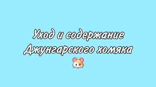 УХОД И СОДЕРЖАНИЕ ДЖУНГАРСКОГО ХОМЯКА🐹/КАК УХАЖИВАТЬ ЗА ДЖУНГАРСКИМ ХОМЯЧКОМ?